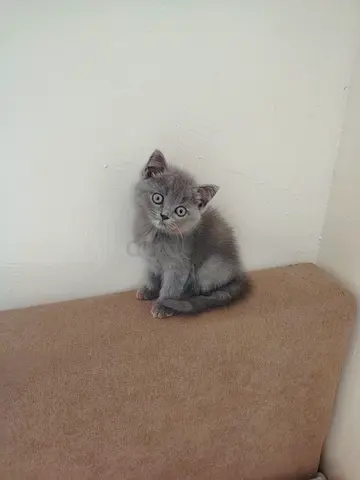 British Shorthair Kitten