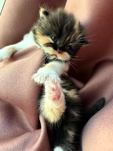 Calico persian  female