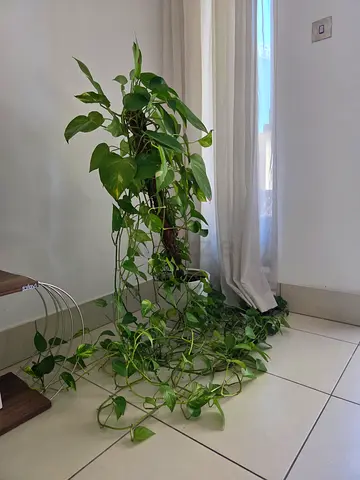 Beautiful Fortune indoor plant