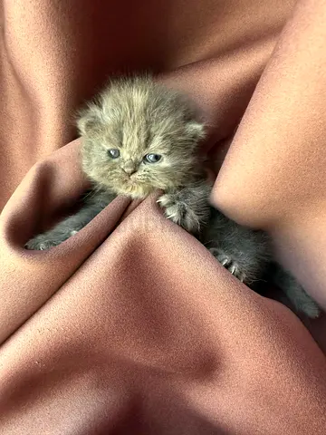 Persian  grey kitten male