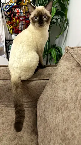 Beautiful male cat for adoption