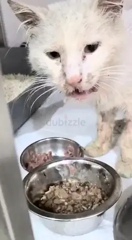 FROSTY needs a caring home ASAP