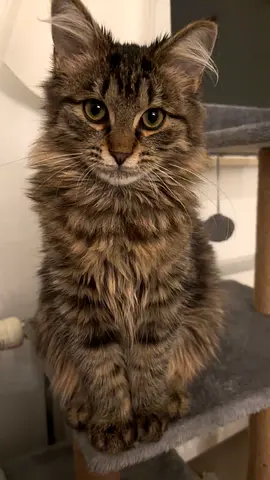 5 month baby kitten cat siberianxmainecoo