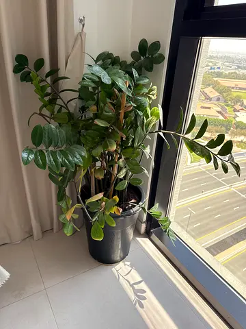 Large ZZ Plant (Zamioculcas zamiifolia) in Black Pot - Healthy Indoor Plant