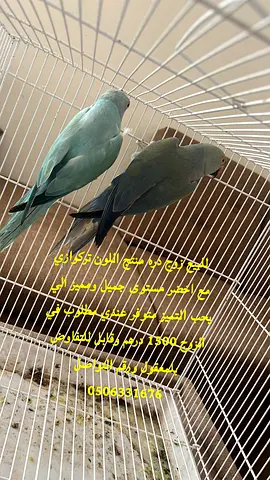 عجمان