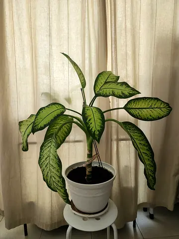 Dieffenbachia Seguine, indoor plant