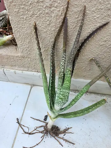 Aloe Vera