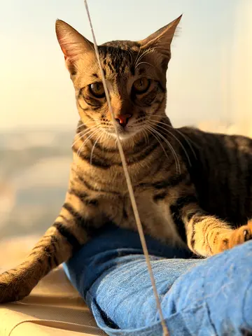 Olive 8 months  male neutered vaccinated, dewormed very playful and loving