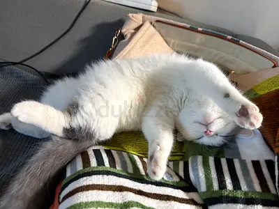 Cats