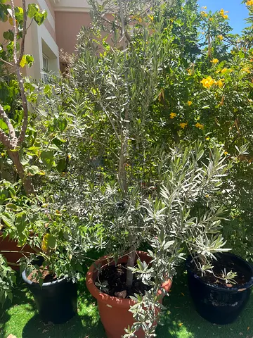 Olive tree