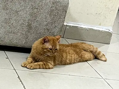🐱 Free Cat Adoption 🐱
Looking for a loving home for a very friendly and playful 4-month-old cat.