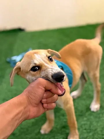 4 Months Old Puppy for Adoption