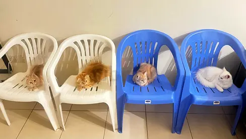 Cute Kittens (Whity, Browny, Spooky and Smoky) for Adoption