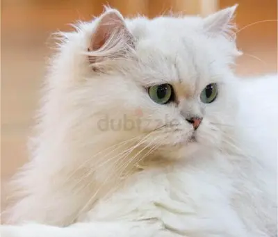 SNOWFLAKE needs a caring home