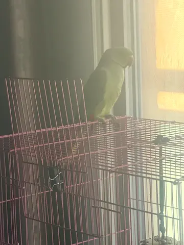 Ringneck male parrot