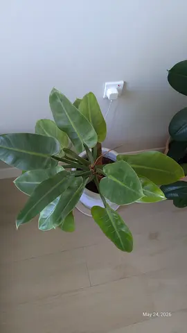 Healthy indoor philodendron plant white pot - ready to move