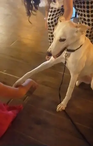 Pet