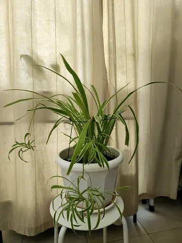 Spider Plant ,indoor