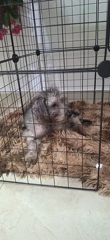Free 6 months old poodle puppy to adopt