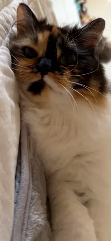 Cat for adoption