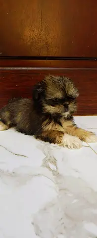 Shitzu puppy for new home
