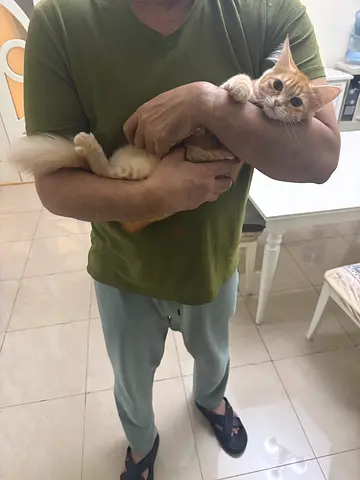 Young orange kitten, friendly and playful – looking for a home