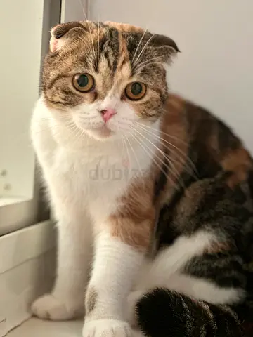 Scottish Fold cat for free adoption