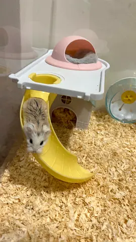 cage with accessories