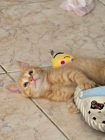 Cute Kitten for free adoption