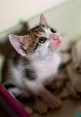 Playful kitten for free adoption