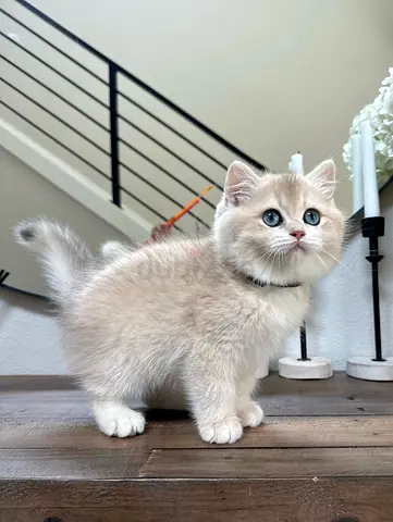 Blue eyes British shorthair kitten for adoption