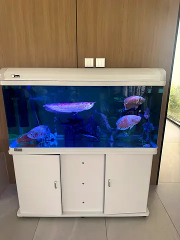 Fish Aquarium