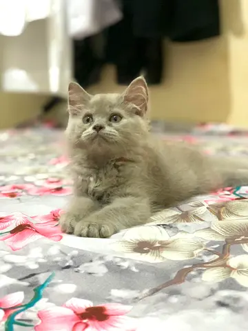 British Longhair kitten two month