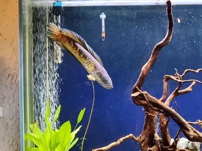 Large Golden Cobra Snakehead Channa Auranti Female