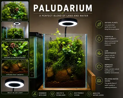Paludarium with Built-in LED Light — Live Plant Terrarium