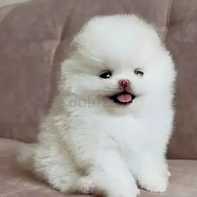 Pomeranian puppies for adoption male and female