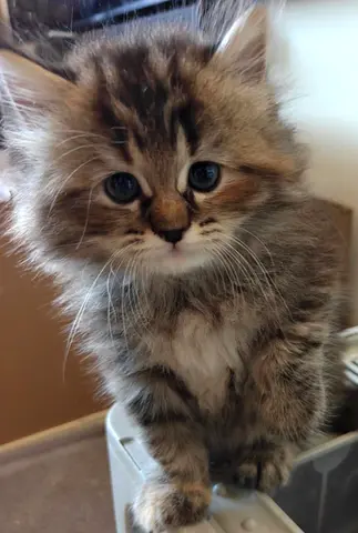 kitten