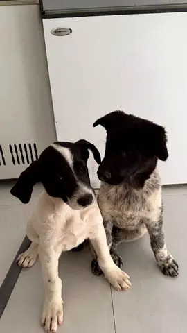 PETS FOR FREE ADOPTION