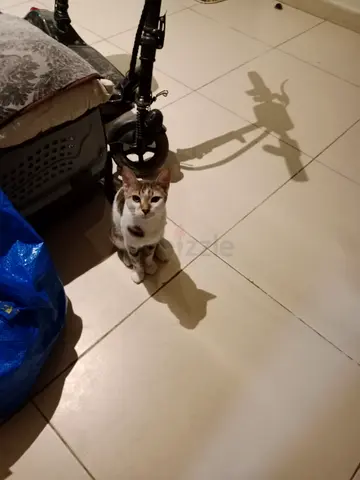Friendly indoor cat available for rehoming — calm and used to apartment life