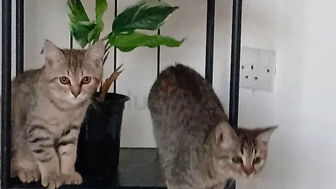 Two Beautiful well trained Tabby Kittens