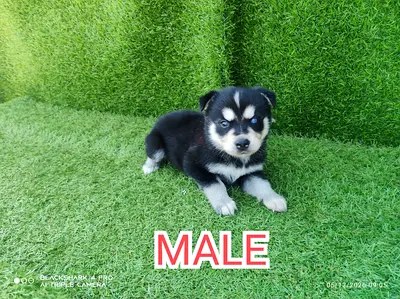 Male puppy available — young, friendly pup ready for new home