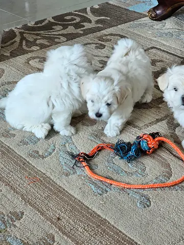 small white Maltese / poodle puppies