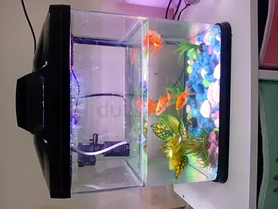 Fish tank with 5 fish