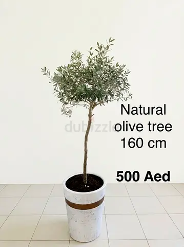Natural Olive Tree 160 cm in Pot - Ready to Display