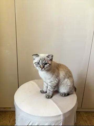Friendly Scottish Fold Mix Cat -