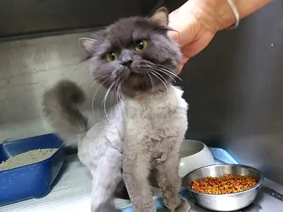 Lovely Persian Female Cat, 8 month old, looking for a loving family