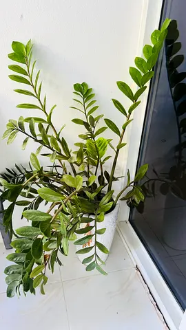 Healthy ZZ Plant (Zanzibar Gem) in white pot - easy care indoor plant