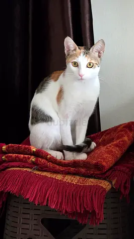 A 6 months old active and playful female cat for adoption - fully vaccinated