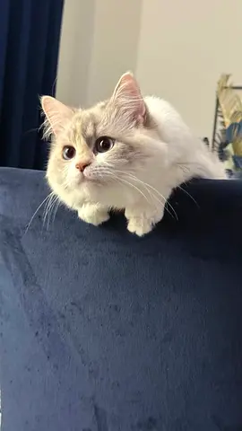 Cat for adoption