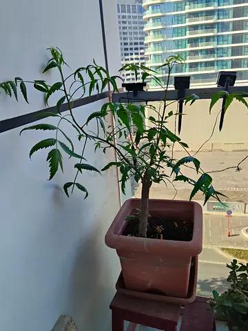 Neem tree with pot